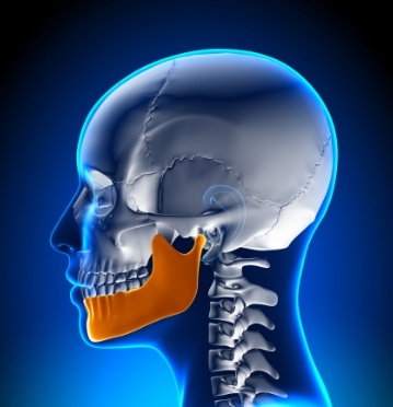 Animated jaw and skull bone used to diagnose T M J dysfunction