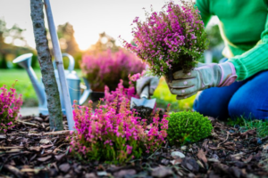 Woman planting bright purple flowers